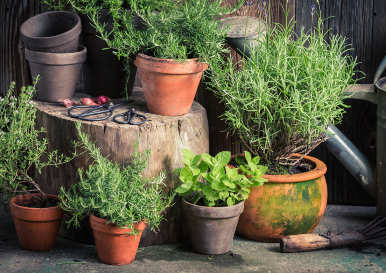Domowa uprawa ziół – jak łatwo mieć świeże zioła przez cały rok?